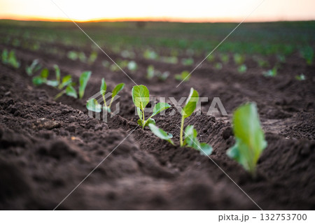 Cabbage seedlings in rows growing on farmland during sunset light Cabbage seedlings in rows growing on farmland during sunset light 132753700