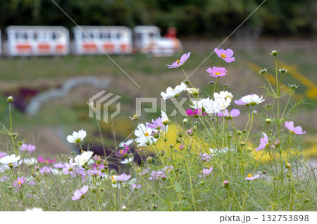 くりはま花の国　かわいいコスモス 132753898