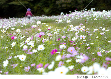 くりはま花の国　かわいいコスモス 132753899