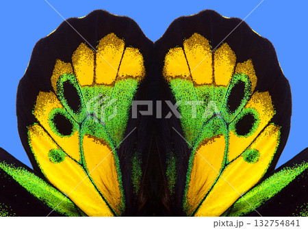 Ornament from the wings of a bright butterfly. Birdwing butterfly. Macro photography tropical butterfly wings. Wings detail of Rothschild's birdwing (Ornithoptera rothschildi). 132754841
