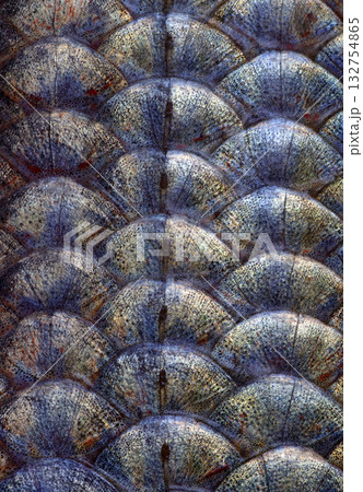 Scales fish texture background. Close-up.  132754865