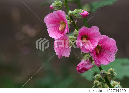 bright pink mallow flowers in the garden. branch of blooming mallow bright pink mallow flowers in the garden. branch of blooming mallow 132754960