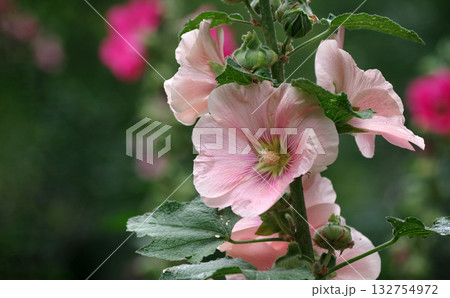 bright pink mallow flowers in the garden. branch of blooming mallow bright pink mallow flowers in the garden. branch of blooming mallow 132754972