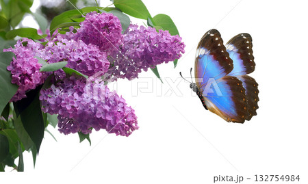 bright blue morpho butterfly and purple lilac isolated on white. colorful blue butterfly flying over lilac flowers. copy space bright blue morpho butterfly and purple lilac isolated on white. colorful blue butterfly flying over lilac flowers. copy space 132754984