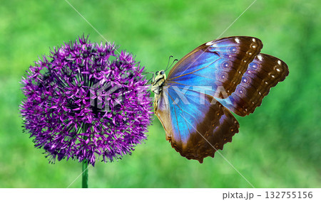 colorful blue morpho butterfly on bright purple flower in garden 132755156