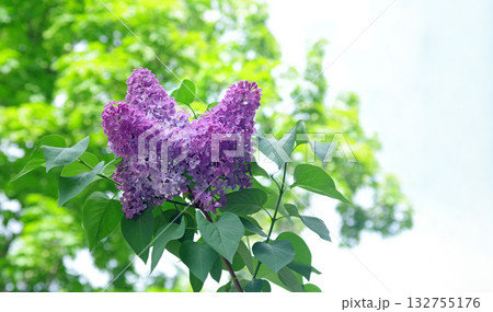 colorful purple blooming lilac in the garden. branch of blooming lilac 132755176