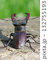 stag beetle on a stump of oak close up 132755193