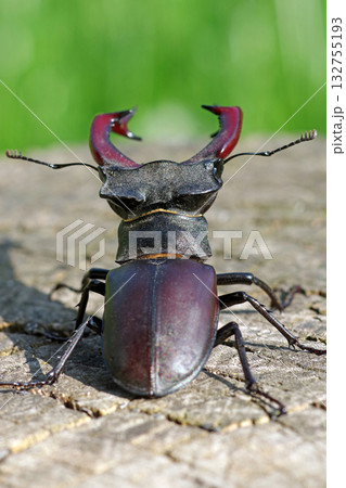 stag beetle on a stump of oak close up stag beetle on a stump of oak close up 132755193