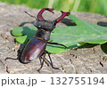 stag beetle on a stump of oak close up 132755194