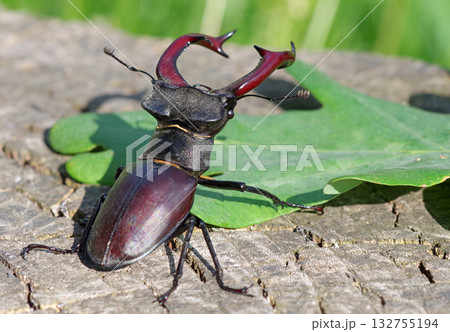 stag beetle on a stump of oak close up 132755194