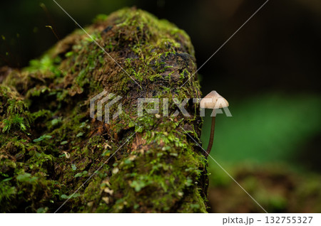 朽ち木の幹に育つクヌギタケ 132755327