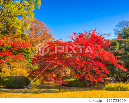秋晴れの青空の下で真っ赤に紅葉した大きなモミジの木 (東京都、文京区、六義園) 132755999