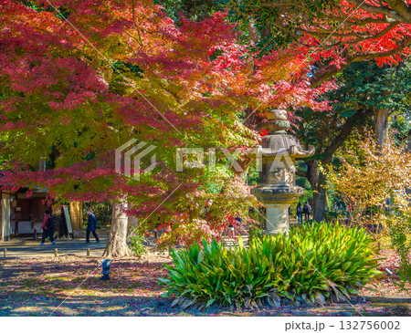 石灯籠と色鮮やかなモミジが美しい秋の日本庭園 (東京都、文京区、六義園) 石灯籠と色鮮やかなモミジが美しい秋の日本庭園 (東京都、文京区、六義園) 132756002