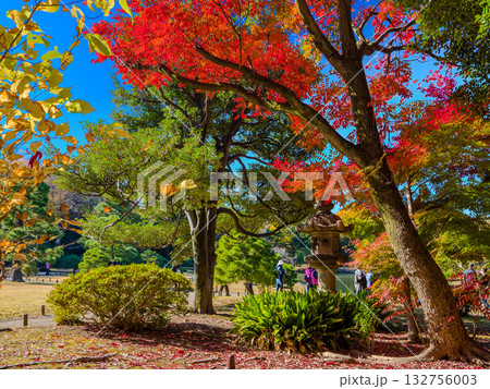 秋晴れの青空の下で真っ赤に紅葉したハゼノキと石灯籠のある日本庭園 (東京都、文京区、六義園) 秋晴れの青空の下で真っ赤に紅葉したハゼノキと石灯籠のある日本庭園 (東京都、文京区、六義園) 132756003