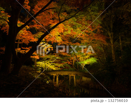 夜の闇に浮かび上がるカラフルな紅葉と伝統的な橋の風景 (東京都、文京区、六義園) 夜の闇に浮かび上がるカラフルな紅葉と伝統的な橋の風景 (東京都、文京区、六義園) 132756010