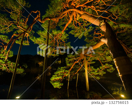夜空を背景に光に照らされ浮かび上がる雄大な松の枝ぶり (東京都、文京区、六義園) 132756015