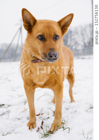 Alert brown dog on snowy field with upright ears in winter setting. National Brown Dog Day 132756130