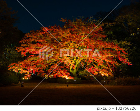 夜の闇に浮かび上がるライトアップされた大きな紅葉の木 (東京都、文京区、六義園) 夜の闇に浮かび上がるライトアップされた大きな紅葉の木 (東京都、文京区、六義園) 132756226