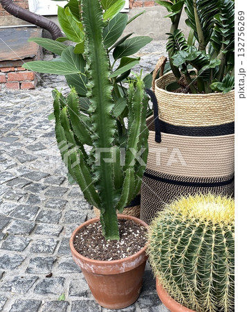 Potted cactus and green plants on cobblestone street seen from above 132756269