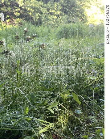 Morning dewdrops on lush green grass in sunlit forest, creating a serene natural background 132756270