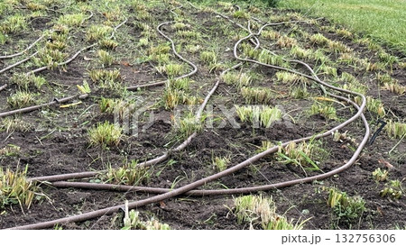 Garden irrigation hoses lie on soil in a field, ensuring water distribution for plants 132756306