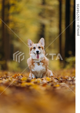 Happy welsh corgi pembroke dog sitting on autumn path in forest with yellow leaves and warm sunlight Happy welsh corgi pembroke dog sitting on autumn path in forest with yellow leaves and warm sunlight 132756456