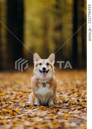 Happy welsh corgi pembroke dog sitting on autumn path in forest with yellow leaves and warm sunlight Happy welsh corgi pembroke dog sitting on autumn path in forest with yellow leaves and warm sunlight 132756459