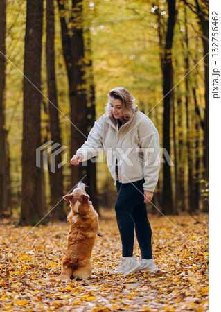 Woman training welsh corgi pembroke in autumn forest, giving treat during walk among golden leaves Woman training welsh corgi pembroke in autumn forest, giving treat during walk among golden leaves 132756462