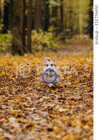 Happy corgi dog running in autumn forest holding purple puller toy among yellow leaves 132756492