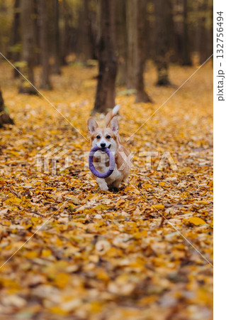 Happy welsh corgi pembroke dog running in autumn forest with purple ring toy among golden leaves Happy welsh corgi pembroke dog running in autumn forest with purple ring toy among golden leaves 132756494