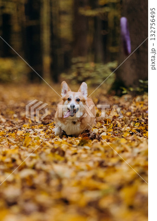 Playfull Corgi dog playing fetch in autumn forest, jumping into leaves to catch purple puller toy Playfull Corgi dog playing fetch in autumn forest, jumping into leaves to catch purple puller toy 132756495