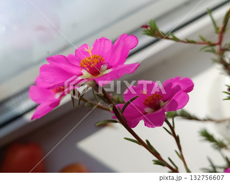 Pink flowers for windowsills. A houseplant with bright blooms. 132756607
