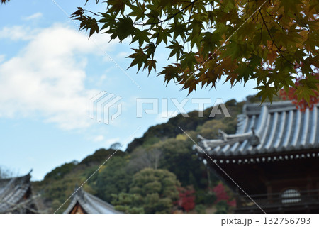 秋の興聖寺　山門前のモミジ(京都府宇治市) 132756793