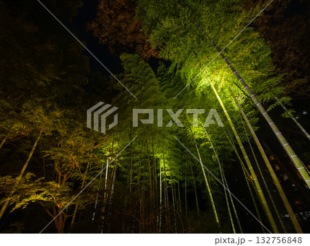 夜の闇に浮かび上がる光に照らされた緑の竹林の風景 (東京都、文京区、六義園) 132756848