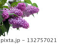 a branch of purple lilac on a white background. copy space	 132757021
