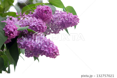 a branch of purple lilac on a white background. copy space	 132757021