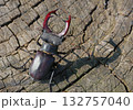 stag beetle on a stump of oak close up 132757040
