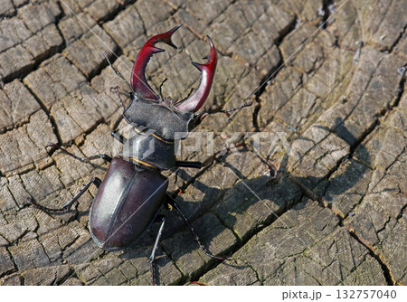 stag beetle on a stump of oak close up 132757040