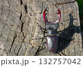 stag beetle on a stump of oak close up 132757042