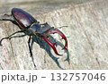 stag beetle on a stump of oak close up. copy space 132757046