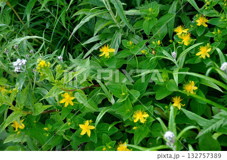 北海道　大雪山縦走　黒岳から層雲峡温泉に下る縦走路に咲くハイオトギリ 132757389