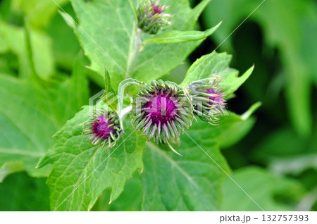 北海道　大雪山縦走　黒岳から層雲峡温泉に下る縦走路に咲くエゾアザミ 132757393