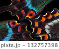 Bright colorful abstract background of tropical butterflies. Butterfly wings close-up. Japanese swallowtail. Papilio maackii. Alpine black swallowtail.  132757398