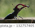 stag beetle on a stump of oak close up 132757405