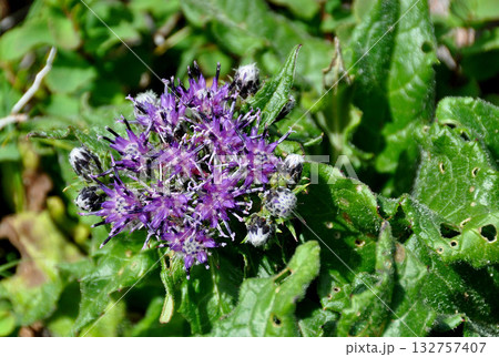 北海道　大雪山縦走　黒岳への縦走路に咲くウスユキトウヒレン 132757407