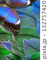 tropical morpho butterfly against a background of bright colorful bird feathers 132757420