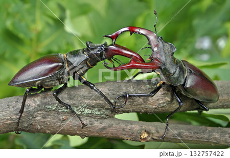 Stag beetles. Duel of two males. Close up. Stag beetles. Duel of two males. Close up. 132757422