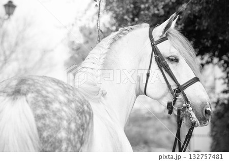 portrait of purebred PRE stallion in dressage bridle. Andalusia. Spain 132757481