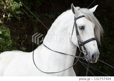 portrait of beautiful grey purebred PRE stallion in dressage bridle. Andalusia. Spain 132757484