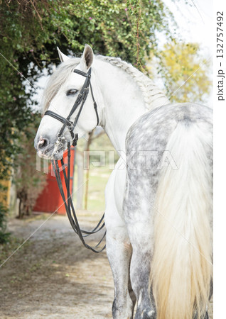 portrait of purebred PRE stallion in dressage bridle. Andalusia. Spain 132757492